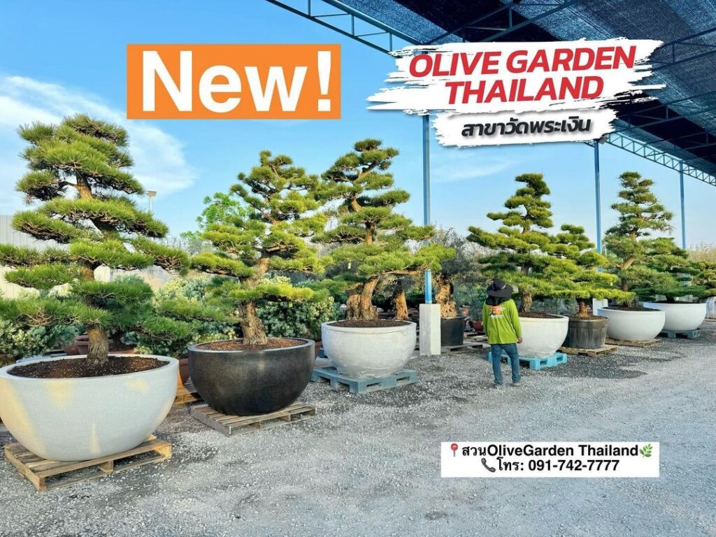 สนใบพาย ขายสนใบพาย ต้นสนใบพาย ปลูกสนใบพาย ดูแลสนใบพาย ตกแต่งสวนด้วยสนใบพาย สนใบพายราคา สนใบพายไม้ประดับ Thai Pine Tree Pine Paddle Tree สนดำญี่ปุ่น ขายสนดำญี่ปุ่น ต้นสนดำญี่ปุ่น ปลูกสนดำญี่ปุ่น ดูแลสนดำญี่ปุ่น ตกแต่งสวนด้วยสนดำญี่ปุ่น สนดำญี่ปุ่นราคา บอนไซสนดำญี่ปุ่นBuy Thai Pine Tree Japanese Black Pine Buy Japanese Black Pine Japanese Pine Tree Japanese Black Pine Care Japanese Black Pine Bonsai Japanese Pine Tree for Landscaping Black Pine Tree from Japan Decorative Japanese PineThai Pine Tree Care Thai Pine Tree for Garden Ornamental Pine Tree Pine Tree Thailand