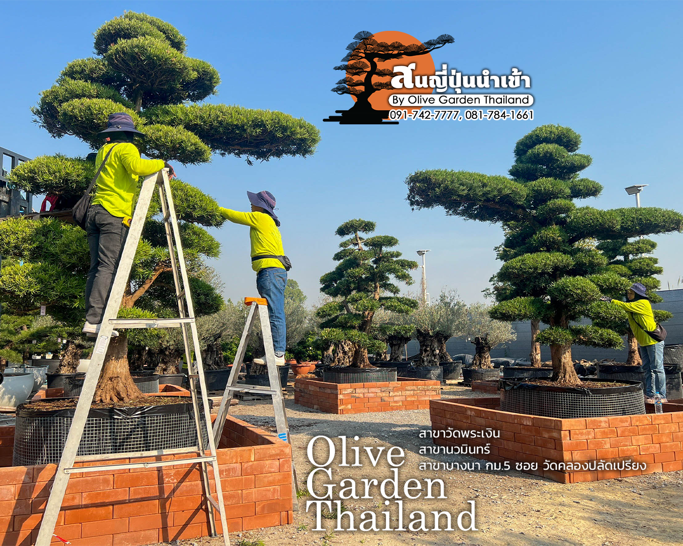 สนใบพายญี่ปุ่นนำเข้า โดย Olivegarden Thailand – ความงามจากแดนอาทิตย์อุทัย